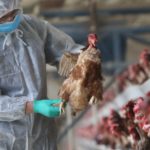 Bird Flu outbreak: Limit movement of poultry ahead of Eid-ul-Adha – Poultry Farmers