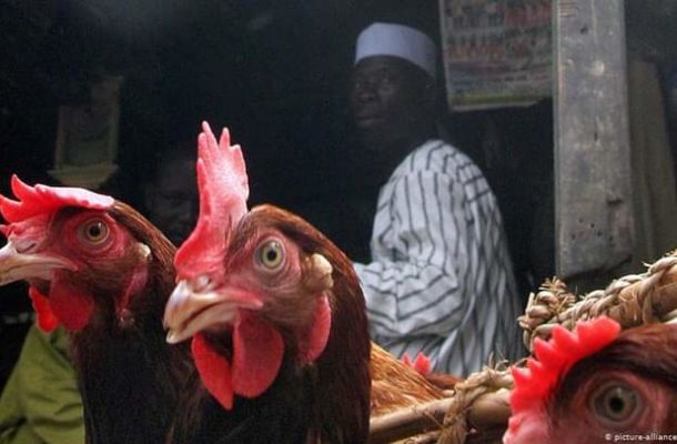 Ghana bans imports of chicken from Nigeria, Togo over bird flu