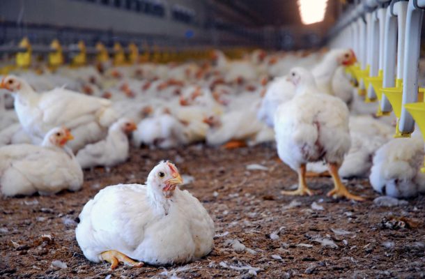 Maize shortage collapsing our industry – Poultry farmer laments