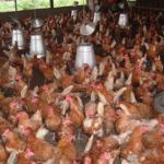 Nkoko Nkitinkiti programme: Government supports farmers with 720,000 birds