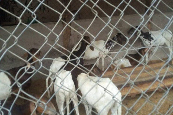 PHOTOS: Two persons arrested for stealing 26 Goats