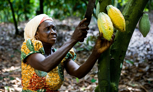 Cocoa Stabilization Fund to protect farmers from price cuts - COCOBOD PRO explains