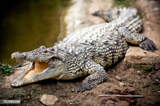 PHOTO: Huge crocodile found roaming streets of Techiman