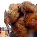 GHc44m Approved To Fight Bird Flu