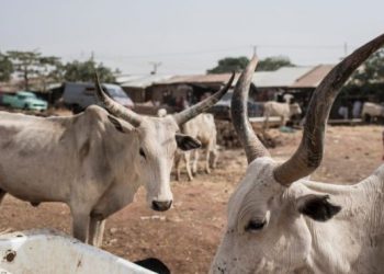 A/R: Herdsmen in Dobonso accuse police officers of killing their cattle