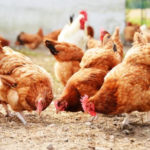 Shortage of poultry, livestock hits Western North as residents celebrate Christmas