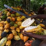 Sale of cocoa farmlands to galamseyers: COCOBOD says it is improving condition of farmers