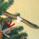 VIDEO: Venomous snake found lurking in family's Christmas tree