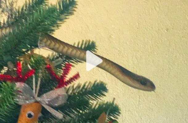 VIDEO: Venomous snake found lurking in family's Christmas tree
