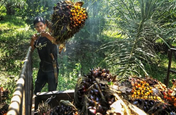 Indonesia’s planned cooking oil export ban sends global prices of edible oils soaring