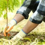 Green Ghana Trees record high survival rate - Moves underway to replace dead ones