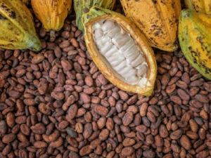 Ivory Coast Cocoa grind up 16.7% in April - Exporters say