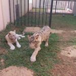 ‘Tigers at Wonda World Estates pose no danger’ – Wildlife Division