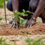 Green Ghana: Over 22 million seedlings were distributed – Forestry Commission