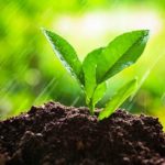 About 170,000 trees planted under Green Ghana Performing well