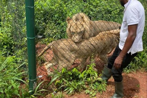 Accra Zoo: Was intruder attempting a Photoshoot or What? - MP 'confused' by man's death in Lions' Den