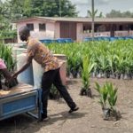 Suhum MP Kwadwo Asante supports farmers with 50,000 palm seedlings