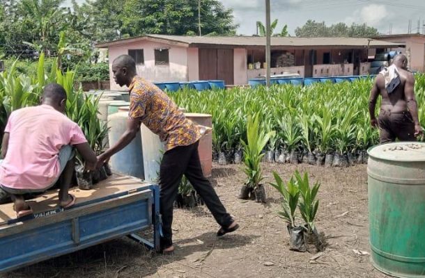 Suhum MP Kwadwo Asante supports farmers with 50,000 palm seedlings