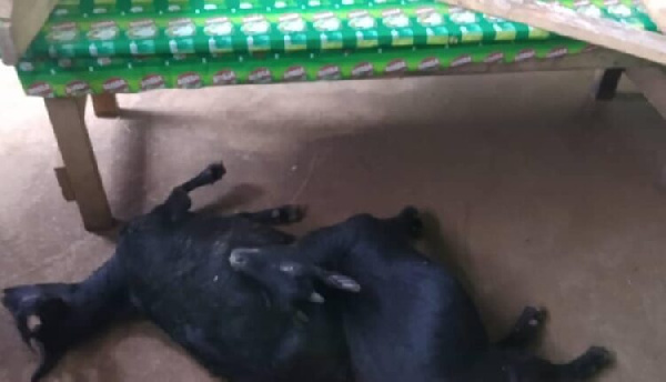 Chop bar operator, others paraded through streets of Nkurakan for stealing a goat