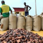 Cocoa price goes up by 21%; now GH¢800 per bag