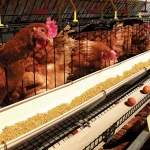 Chicken to sell above 70 cedis – Poultry Farmers