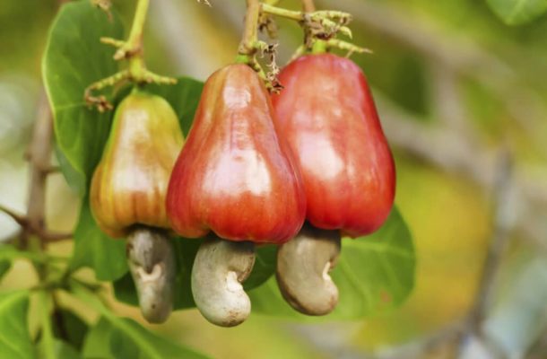 Gov’t announces new buying price for 2023 cashew season