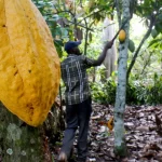 Aljazeera’s child labour report on Ghana cocoa farms was staged – COCOBOD