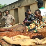 Cocoa prices likely to move downward – ICCO
