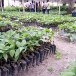 Seedlings contractors demand payment timelines