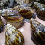 Ghanaian man detained in US airport for smuggling snails
