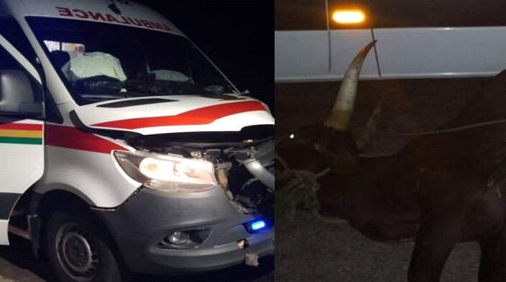 E/R: Ambulance carrying patient crashes stray cow