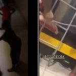 How celebrities reacted to trending UPSA videos