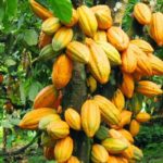 Concerned Farmers Association raises alarm over politicisation of cocoa sector