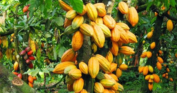Concerned Farmers Association raises alarm over politicisation of cocoa sector