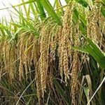 CSIR, KOPIA introduce improved rice seeds for farmers