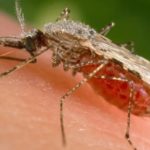 Malaria alert issued as two US states report first cases in 20 years
