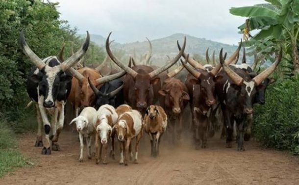 Anthrax outbreak in Upper East contained, ban on ruminants, others lifted
