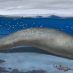 Ancient Giant: 39-Million-Year-Old Whale Emerges as Heaviest Animal Ever