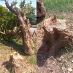 Pastor allegedly cited as person behind felling of 300-year-old Okomfo Anokye tree