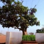 One person arrested in connection with felling of Komfo Anokye’s historic cola tree