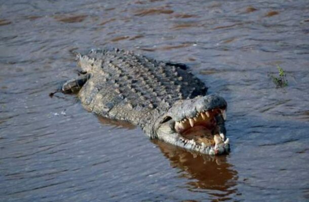 Farmer survives crocodile attack by biting back