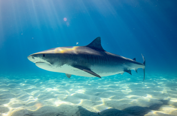 Exploring the Medicinal Potential of Shark Skin for Wound Healing and Tissue Regeneration