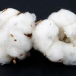 "Harvesting Green Energy: Cotton and Seawater - The Unlikely Heroes of Future Batteries"