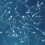 Unraveling the Enigma: How Sperm Cells Defy Newton's Third Law