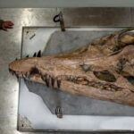 Unearthed Secrets: Dorset's Jurassic Coast Reveals Colossal Sea Monster