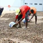 Gov't announces cashew price for 23/24 season; 1kilo drops from GHghs8.5 to GHghs7