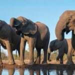 Botswana threatens to send 20,000 elephants to Germany