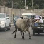 Ash/R: REGSEC forms taskforce to clear Kumasi of stray cattle