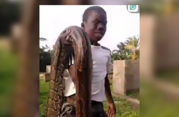 14-year-old conquers monstrous python in sugarcane farm