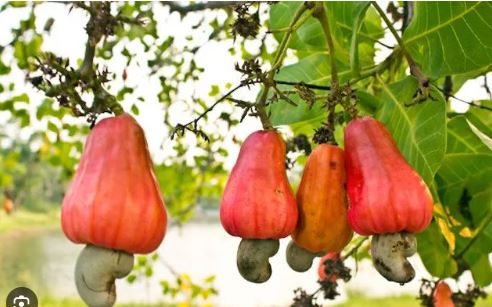 Ghana’s cashew Industry holds US$660m revenue potential
